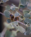 Picture of Butterfly pendant